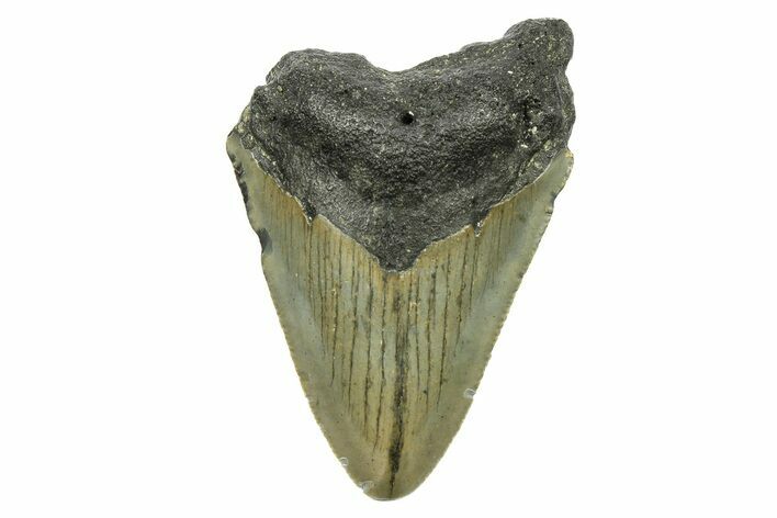 Bargain, Juvenile Megalodon Tooth - North Carolina #294434